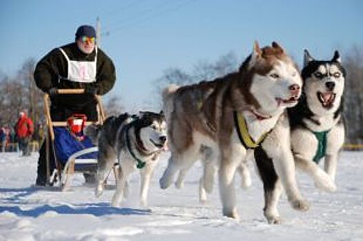 В Нижегородской области пройдут гонки на собачьих упряжках