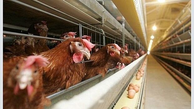 Производство яиц в Кировской области с начала года выросло на 15%