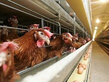 Производство яиц в Кировской области с начала года выросло на 15%