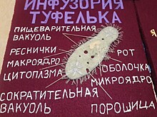 Прихожане воскресной школы в Саратове делают тактильные книги для слепых детишек