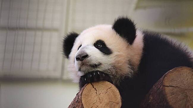 Панда Катюша из Московского зоопарка весит уже более 80 килограммов