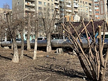 Жители заметили очередную варварскую опиловку деревьев в центре Саратова