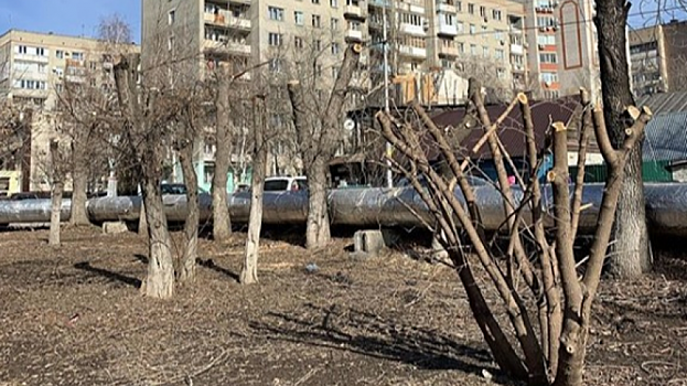 Жители заметили очередную варварскую опиловку деревьев в центре Саратова