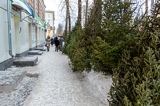 В Томске стартует продажа елок с 10 октября