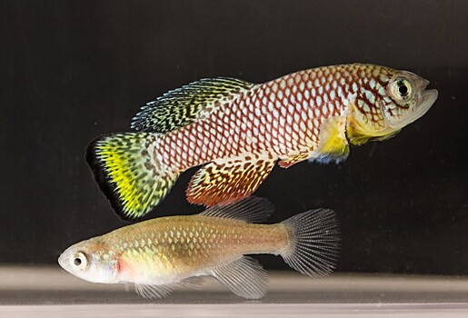 Короткоживущая рыба может открыть секрет долголетия