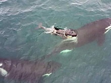 Спасатели приостановили операцию по спасению маленькой косатки Фродо