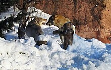 Московский зоопарк показал, как волки радуются выпавшему снегу