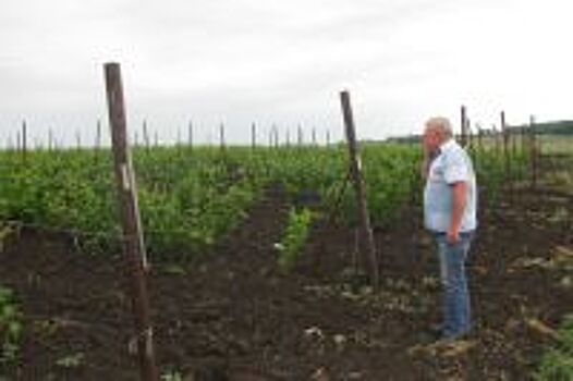 Не время для «малышей». Мелкие фермерские хозяйства уходят с рынка