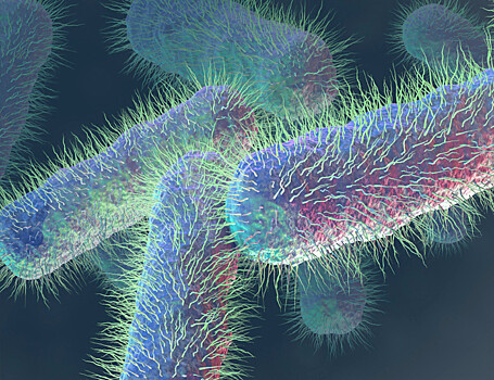 Показано, как кишечная бактерия может влиять на иммунитет