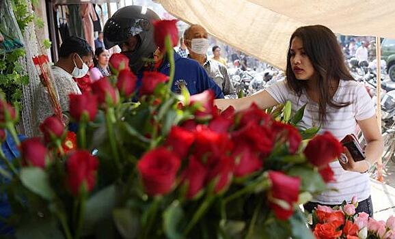 Как выбрать лучшие саженцы роз