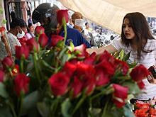 Как выбрать лучшие саженцы роз