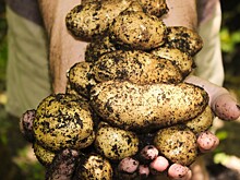 Дефицита картошки нового урожая не будет — отраслевой союз