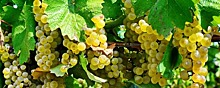 Виноградари из Севастополя не получат субсидию на покупку импортной лозы