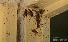 В Курской области в больнице нашествие тараканов