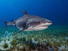 На популярном пляже на серфера напала акула