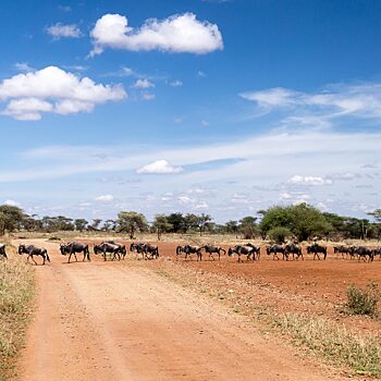 Agrami Afrika модернизирует сельское хозяйство Танзании