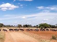 Agrami Afrika модернизирует сельское хозяйство Танзании