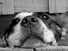 Почему собаки гоняются за своими хвостами?