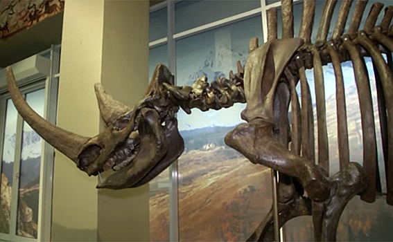 Скелеты мамонта и шерстистого носорога выставят в НГУ