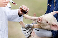 В 2023 году число вспышек АЧС в ЕС у домашних свиней выросло в 5 раз