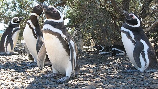 В Чили отказались добывать руду ради пингвинов