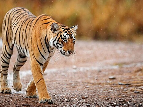 В Приморском крае тигр украл собаку