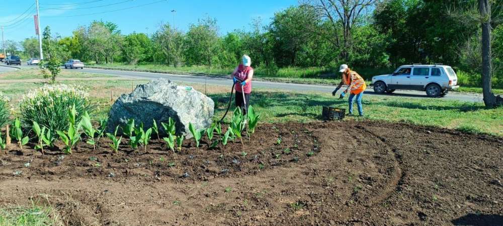 В Оренбурге продолжается высадка цветов