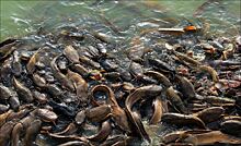 Рыбное место: нижегородец организовал рыбхоз в подвале многоквартирного дома