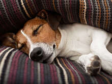 Кинолог объяснил, как помочь собакам, которым снятся кошмары