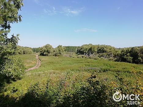 Количество гнезд краснокнижных ремезов увеличилось в Подмосковье