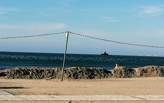 Группа экспертов турбизнеса проверит замазученность пляжей Анапы