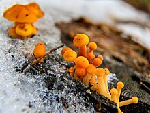 Эксперт Тихомиров назвал условия для раннего появления весенних грибов в Подмосковье