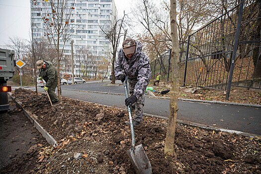 Озеленительные работы проводят на Толстого после благоустройства улицы