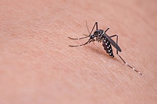 Иммунолог объяснил, в чем опасность комариных укусов
