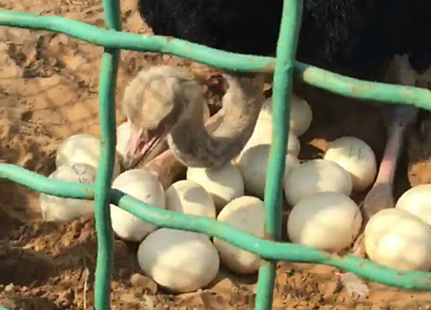 Посетители зоопарка сняли на видео, как страусиха раскладывает в песке яйца