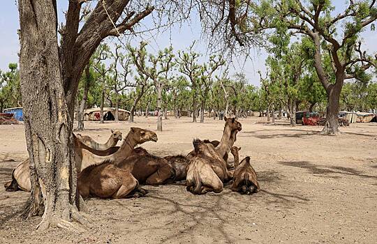 Одна африканская страна захотела отменить визы для россиян