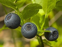 Поедающие ягоды медведи из Мордовии попали на фото