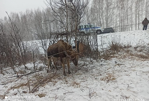 На омской трассе водители спасли обессилевшего лося — он запутался в низко висящих проводах (Фото, видео)