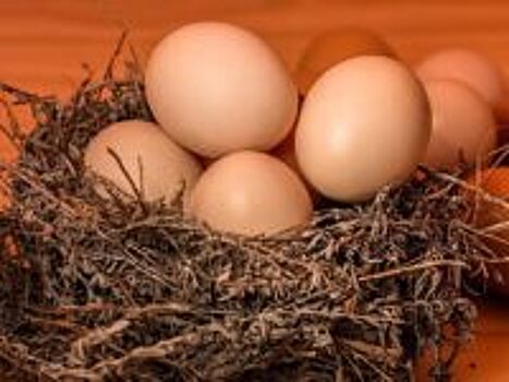 На швейцарском рынке отсутствуют яйца с повышенным содержанием инсектицида фипронила