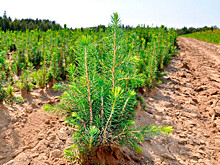 Сохраняя зеленое богатство: как спасают легкие России