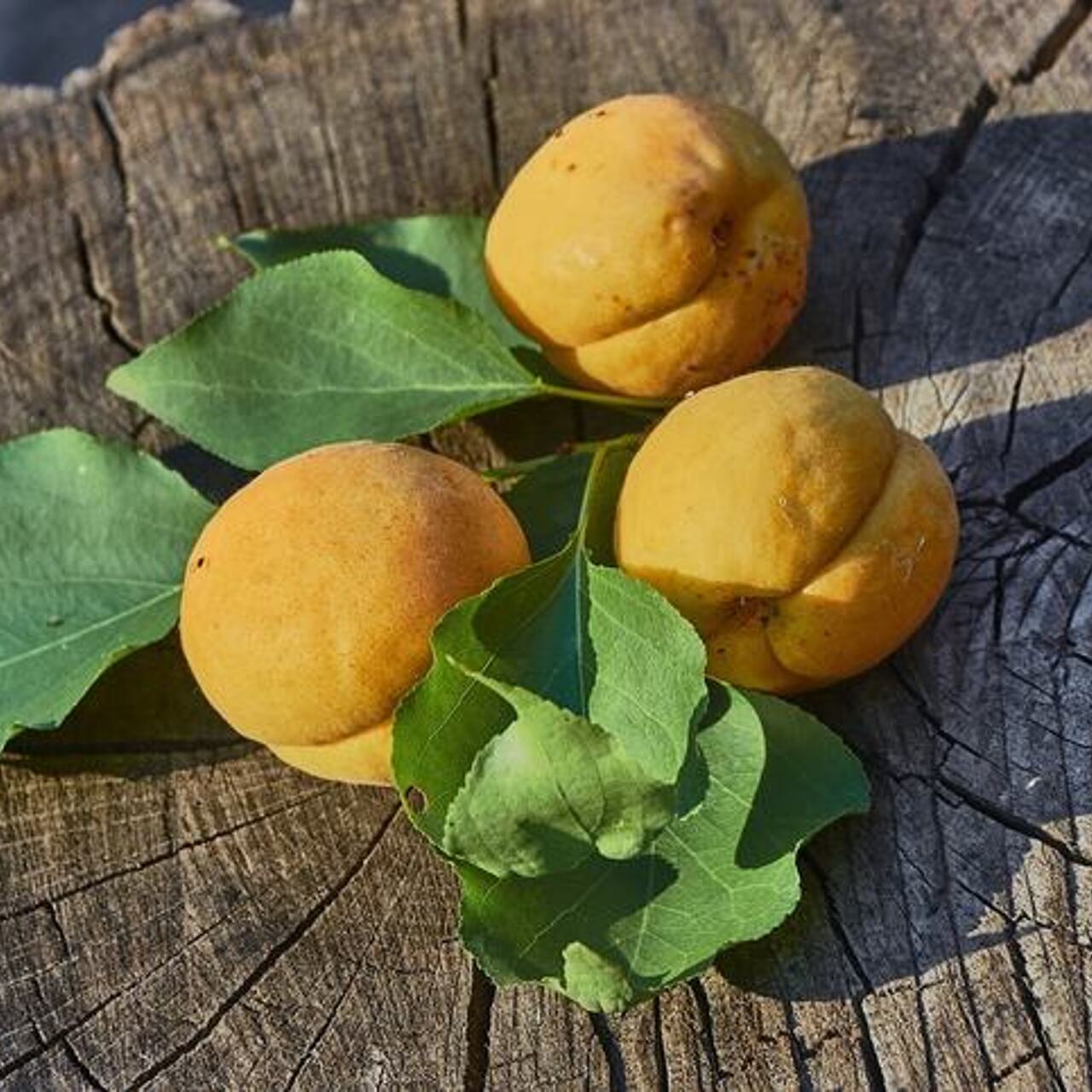 Укрытие от мороза