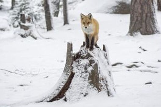 В Ханты-Мансийске лисицы из леса выходят к людям