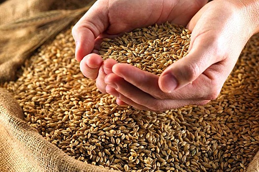 Азербайджанцы предпочитают зерно из России