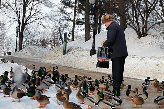 Москвичей попросили подкармливать птиц в морозы