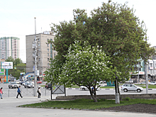 Жилье с самой низкой стоимостью «квадрата» найдено в Новосибирске