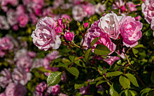 10 лучших сортов полиантовых роз