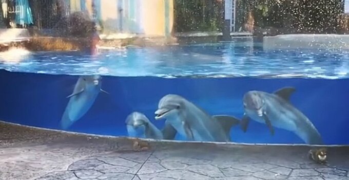 Дельфины засмотрелись на белочек в океанариуме Флориды