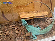 У москвича забрали экзотических животных, которых он содержал в ужасных условиях