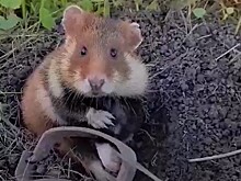 Дачники жалуются на нашествие карбышей, поедающих урожай в Нижегородской области