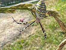 Пауки-осы добрались до Белгородской области